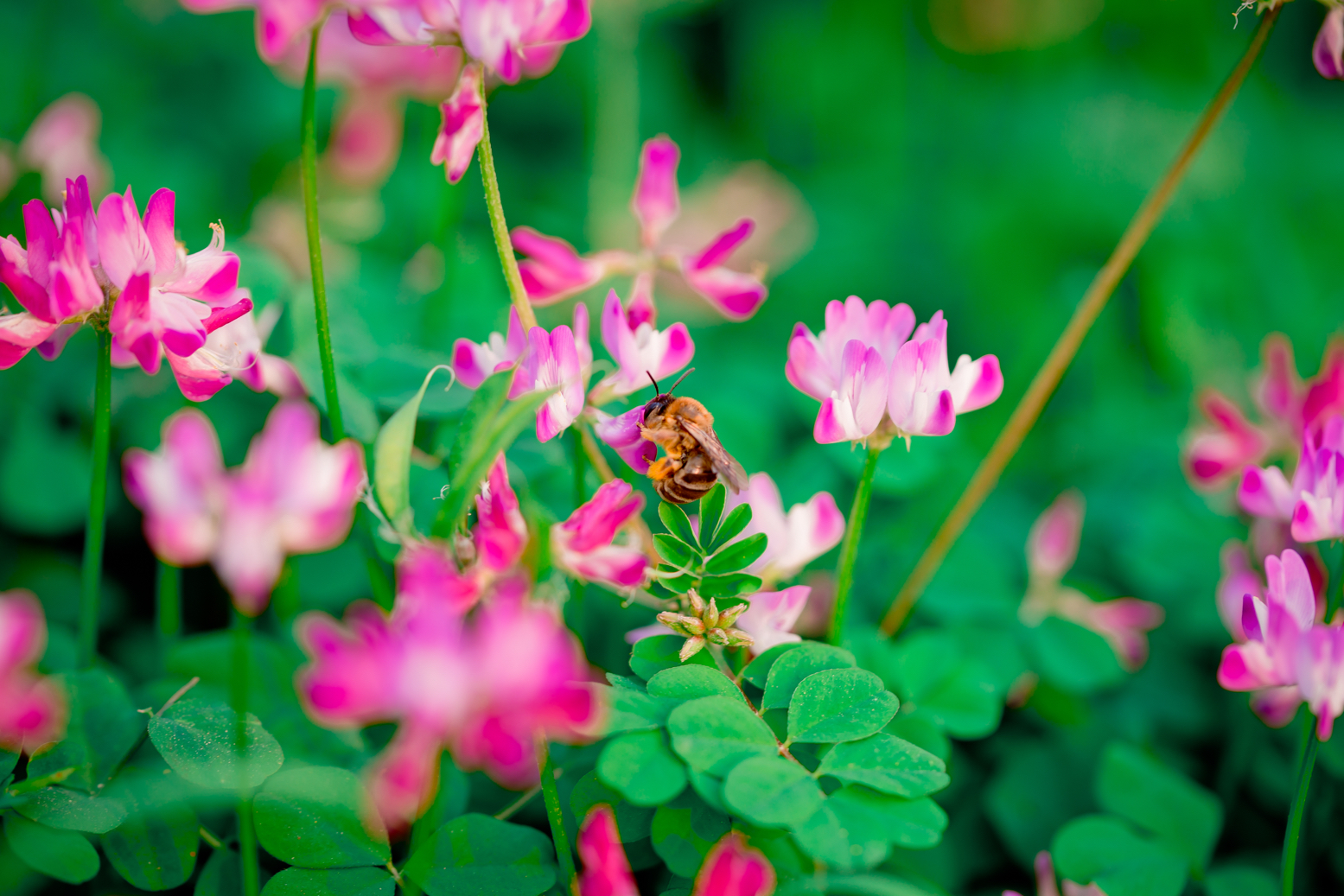 群花蜂舞